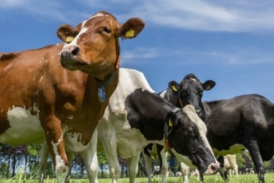 The drivers of farm receiverships in the dairy industry